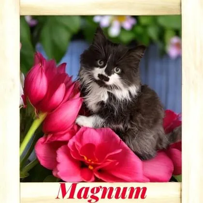 A baby medium-sized male Black & White / Tuxedo Domestic Long Hair cat named Magnum for adoption in Orleans, VT