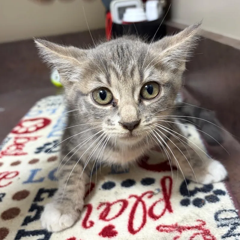 A baby small-sized female Domestic Short Hair cat named Meowlificent for adoption in Portland, TX