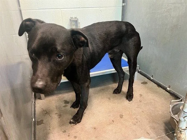 A senior large-sized male Labrador Retriever dog named Marley for adoption in Tavares, FL