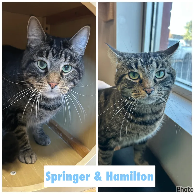 An adult large-sized male Domestic Short Hair cat named Springer & Hamilton for adoption in Mokena, IL