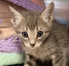A young small-sized male Domestic Short Hair cat named Vito for adoption in Phoenix, AZ