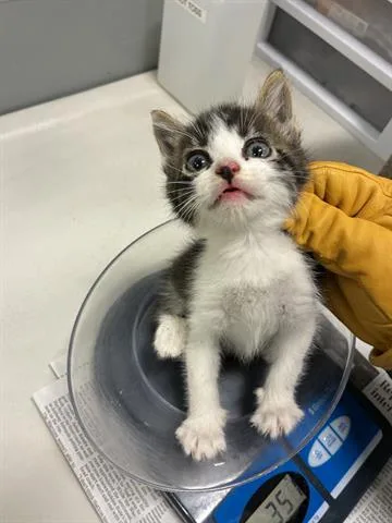 A baby small-sized male Domestic Short Hair cat named Guy for adoption in San Martin, CA