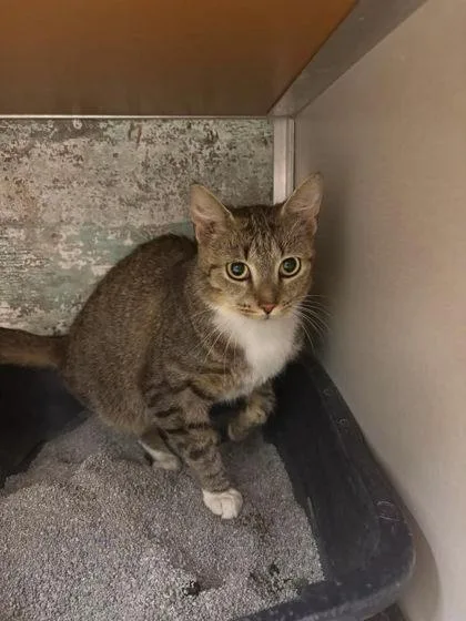 A young small-sized female Domestic Short Hair cat named Bo Peep for adoption in Paducah, KY