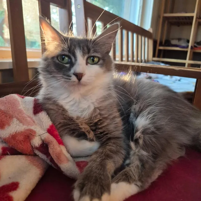 A young medium-sized female Gray / Blue / Silver Domestic Medium Hair cat named Micah for adoption in Richland, MI