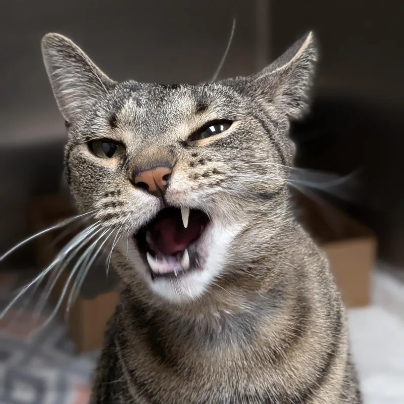 An adult large-sized female Brown / Chocolate Domestic Short Hair cat named Rootbeer for adoption in Milan, IL