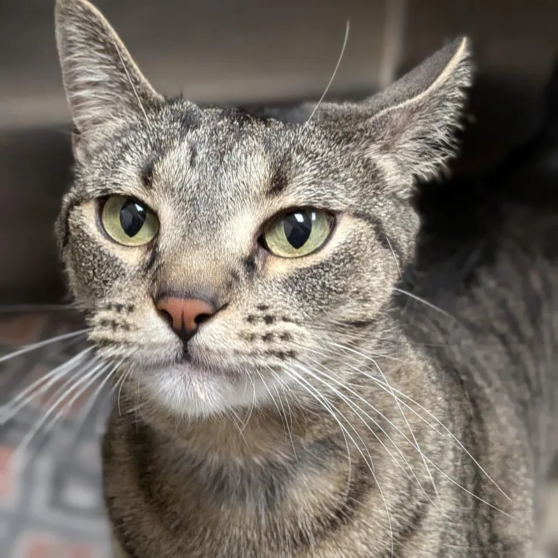 Rootbeer thumbnail 2