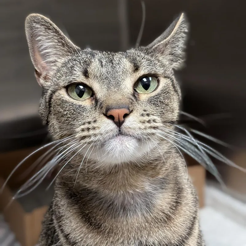 Rootbeer thumbnail 3