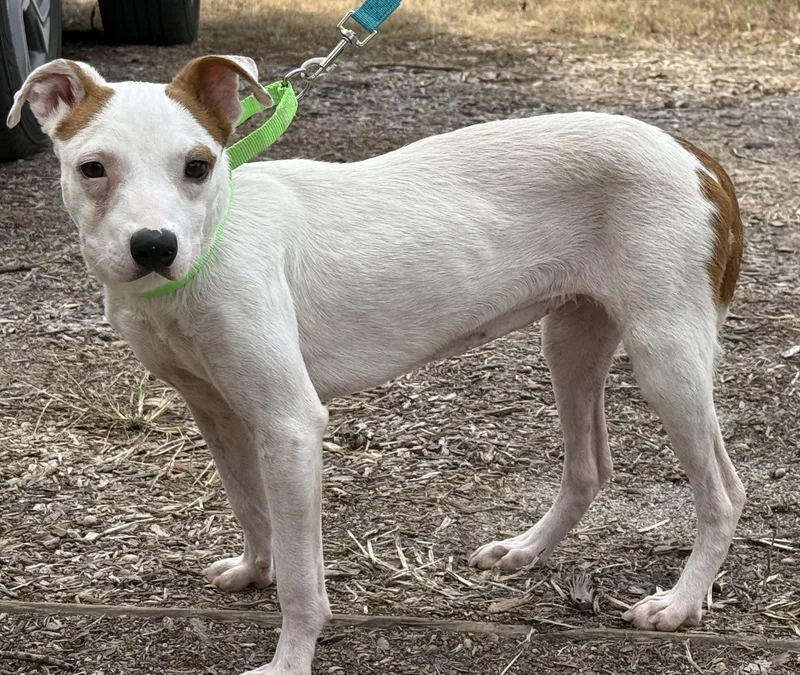 An adult medium-sized female Beagle dog named Rosie for adoption in Pawleys Island, SC