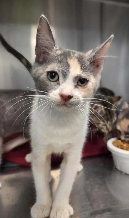 A baby small-sized female Domestic Short Hair cat named Jane Margolis for adoption in Fresno, CA