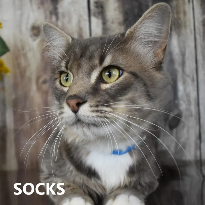 An adult large-sized male Gray / Blue / Silver Domestic Medium Hair cat named Socks for adoption in Yuma, AZ
