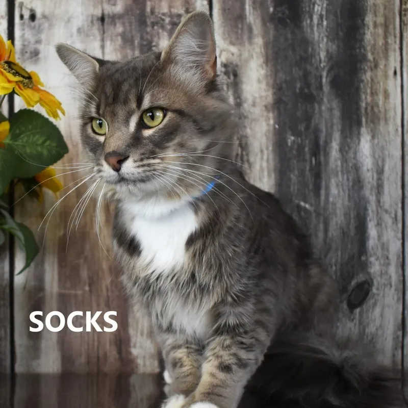 Socks thumbnail 2