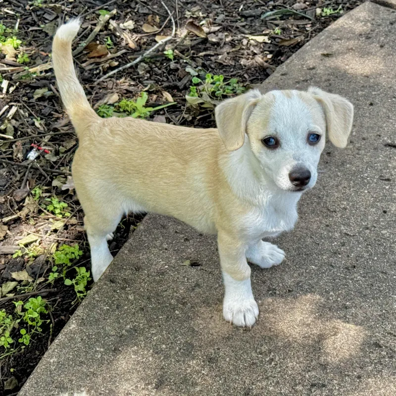 A baby small-sized female Apricot / Beige Dachshund dog named Eleanor for adoption in Longview, TX