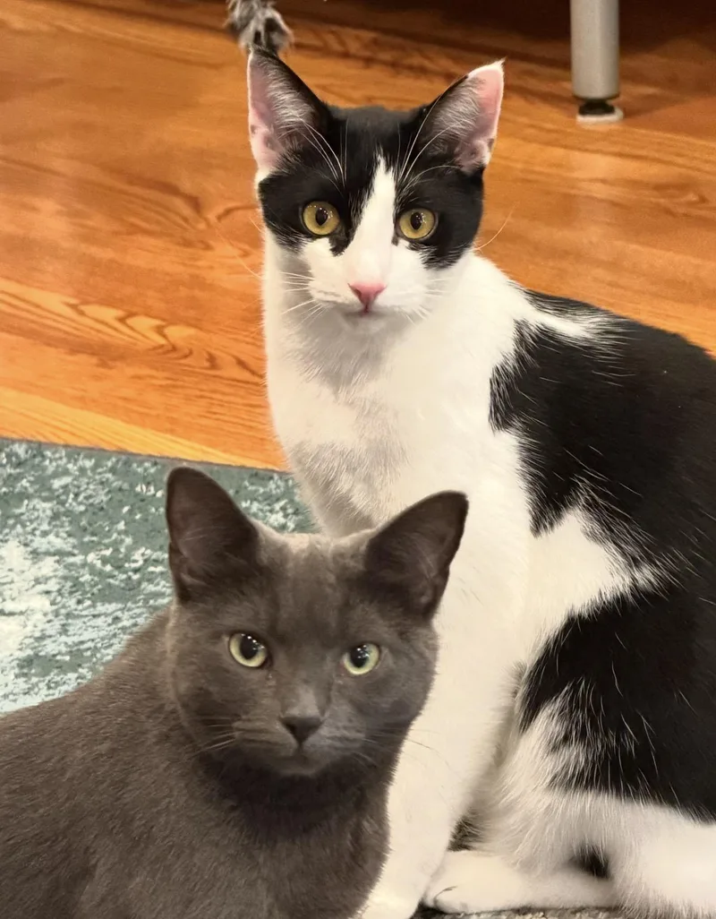 A young medium-sized female Gray / Blue / Silver Domestic Short Hair cat named Adoree And Pogo for adoption in Staten Island, NY