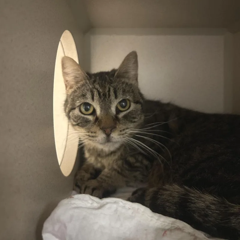 An adult medium-sized female Gray / Blue / Silver Domestic Short Hair cat named Little Cat for adoption in Durango, CO