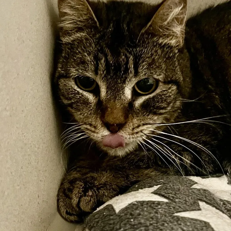 Little Cat thumbnail 2