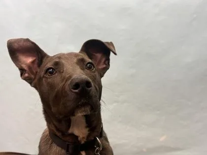A young large-sized male Pit Bull Terrier dog named Butler for adoption in Golden Valley, MN