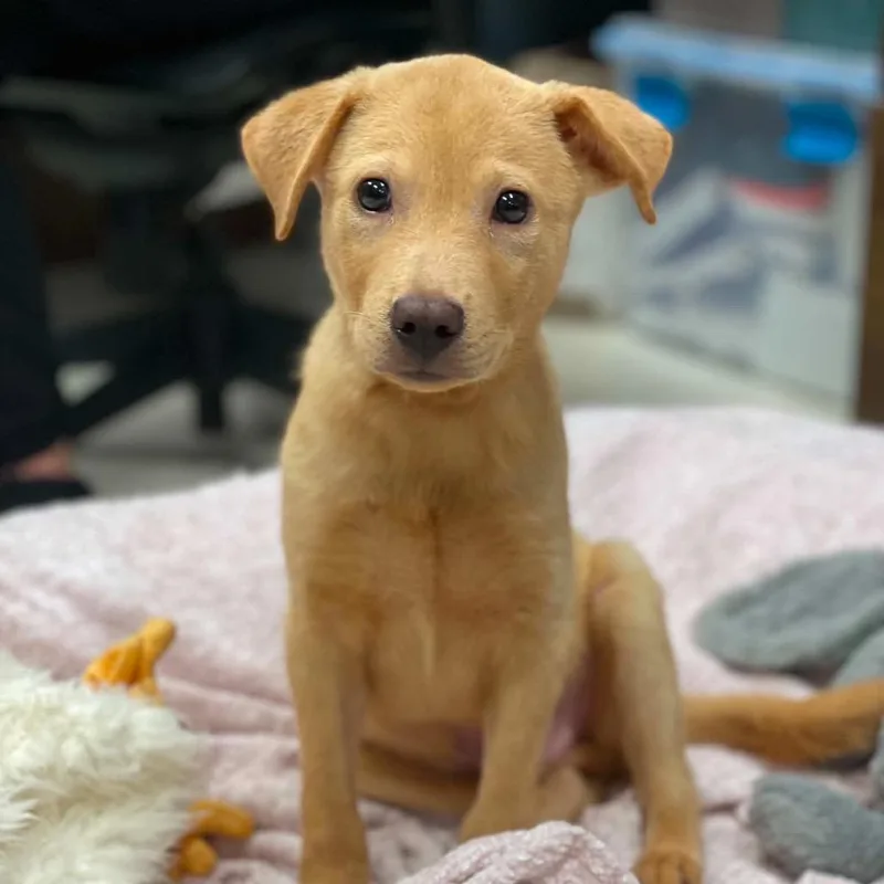 A young medium-sized male Yellow / Tan / Blond / Fawn Labrador Retriever dog named Hopper for adoption in Pearland, TX