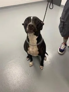 An adult small-sized female Pit Bull Terrier dog named Beetle for adoption in Saint Cloud, FL