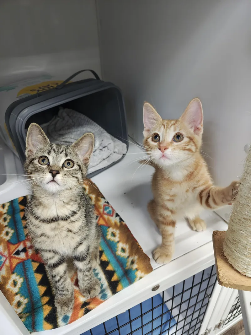 A baby medium-sized male Domestic Short Hair cat named and ABC for adoption in Oconto, WI