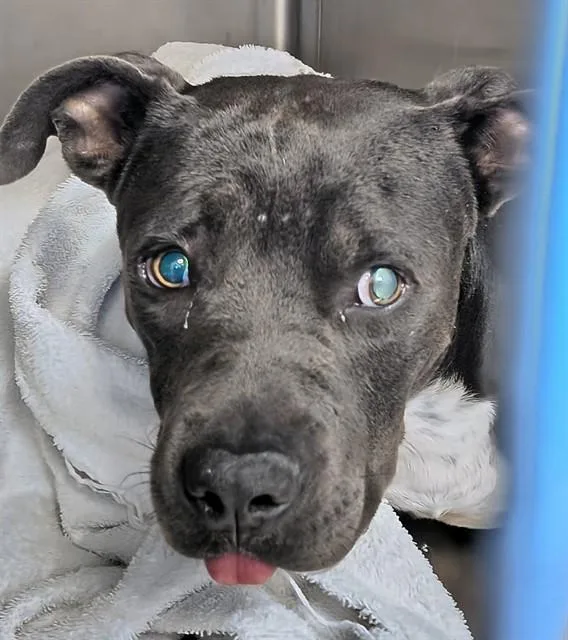 A young medium-sized male Pit Bull Terrier dog named Hermes for adoption in Tucson, AZ