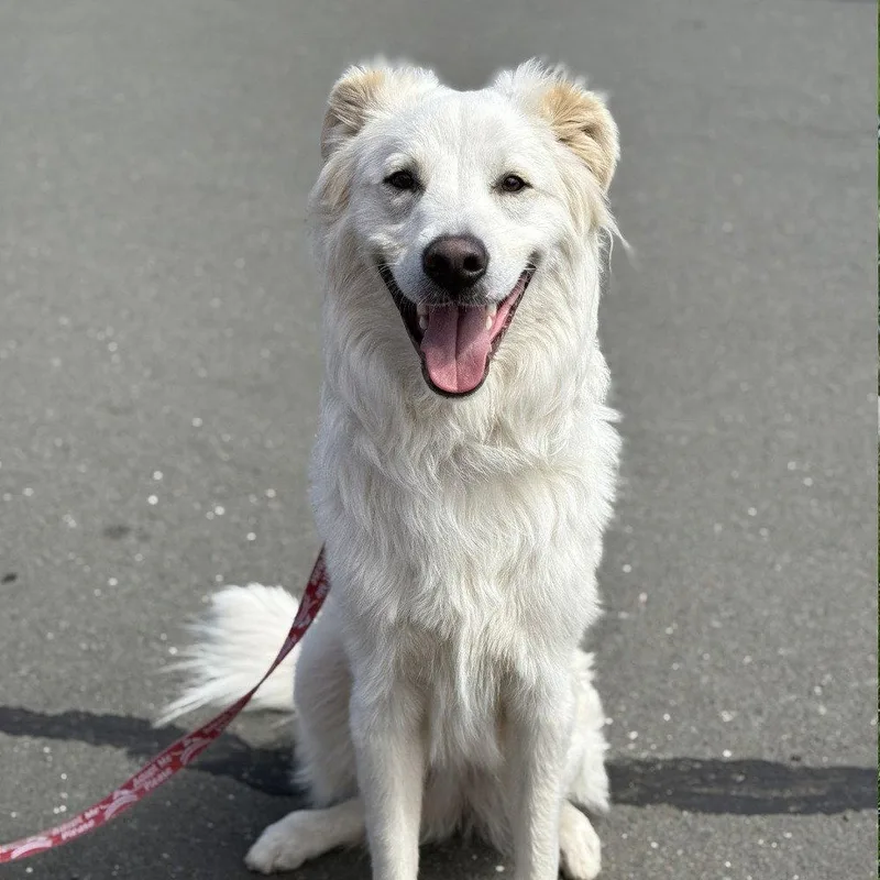 A young medium-sized male Terrier dog named Riley for adoption in Bloomfield, CT