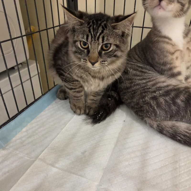 A baby medium-sized male Gray / Blue / Silver American Shorthair cat named Tima for adoption in Brooklyn, NY