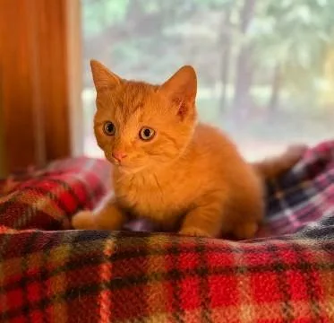 A baby medium-sized male Tabby (Orange / Red) Domestic Short Hair cat named Pooh for adoption in Andover, MN