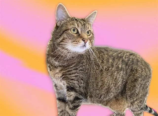 An adult medium-sized female Domestic Short Hair cat named Pumpkin for adoption in Fort Lauderdale, FL