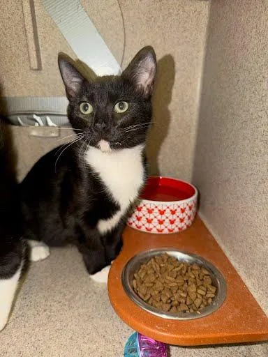 A baby small-sized male Domestic Short Hair cat named Johnny Knuckles for adoption in Washington, DC