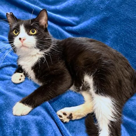 A young large-sized male Black & White / Tuxedo Siberian cat named Silly Scruff  Stunning for adoption in Danbury, CT