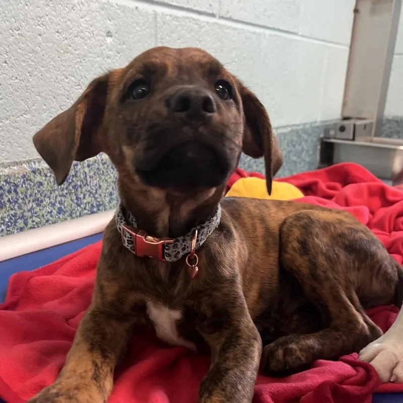 A baby small-sized male Brown / Chocolate Mixed Breed dog named Santorini for adoption in Naples, FL