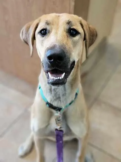 An adult large-sized female Mixed Breed dog named Starbucks for adoption in Munster, IN