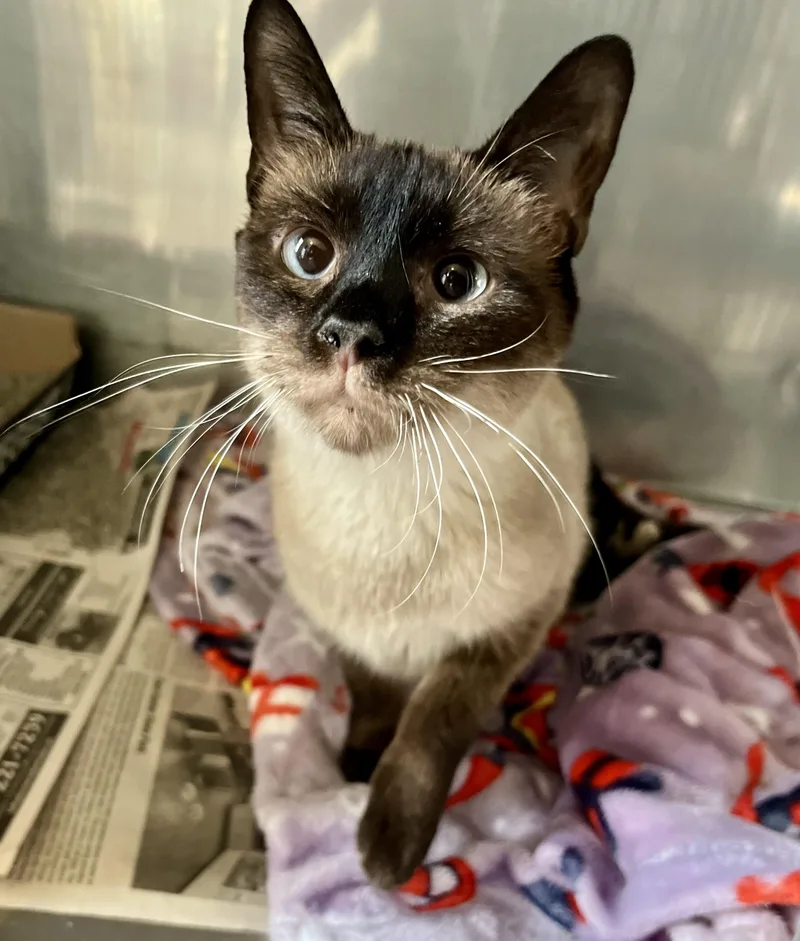An adult medium-sized female Seal Point Siamese cat named Mother Goose for adoption in Seville, OH