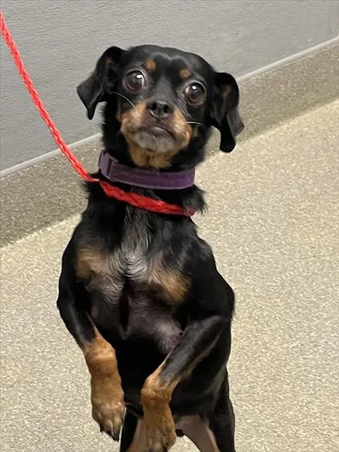 An adult small-sized female Chihuahua dog named Petunia for adoption in Las Vegas, NV