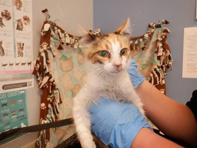 A baby small-sized female Domestic Short Hair cat named Mangosteen for adoption in San Jose, CA