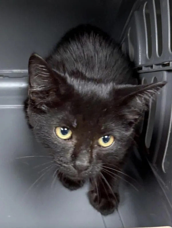 A baby small-sized male Domestic Short Hair cat named Nf Benny for adoption in Lawrenceville, GA