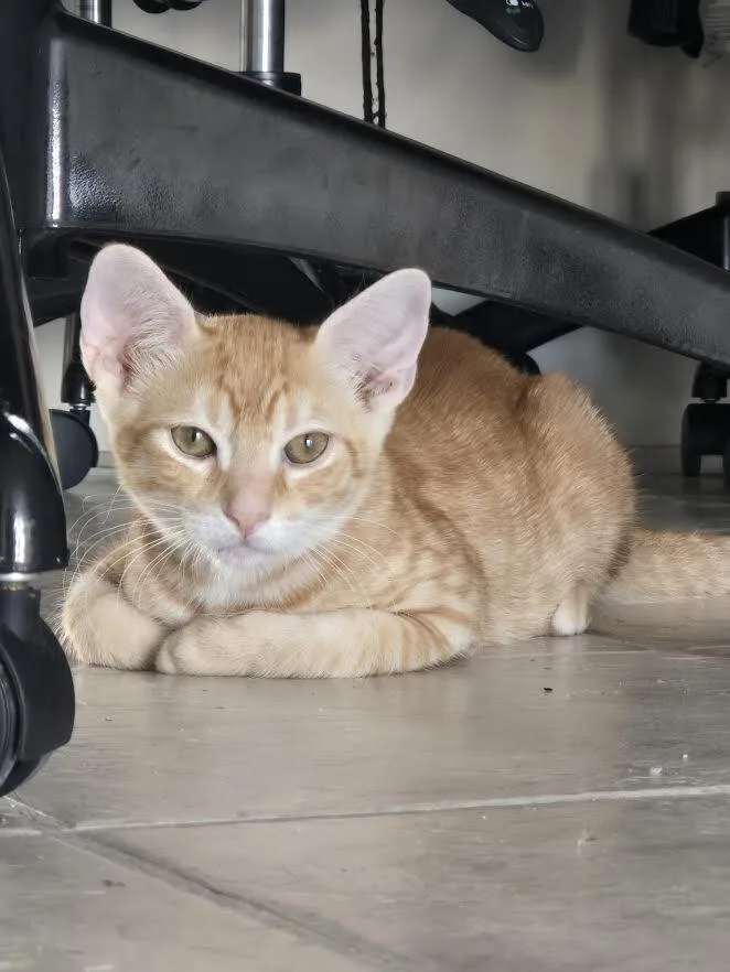 Simba thumbnail 2