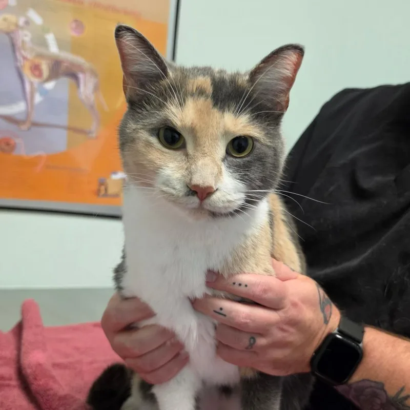 An adult large-sized female Domestic Medium Hair cat named Kiwi for adoption in Leander, TX