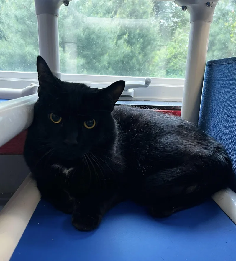 A baby large-sized male Black Domestic Short Hair cat named Chomp for adoption in North Haven, CT