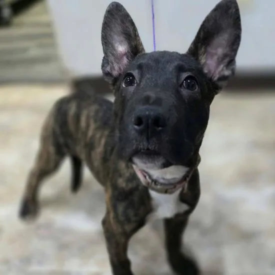 A baby small-sized male Brindle Mixed Breed dog named Twix for adoption in Fort Collins, CO