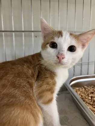 A baby small-sized male Domestic Short Hair cat named Asher for adoption in Cumming, GA