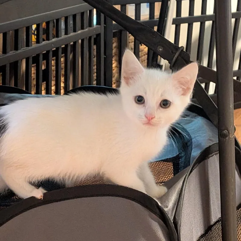A baby small-sized male White Domestic Short Hair cat named Norman for adoption in Point Richmond, CA