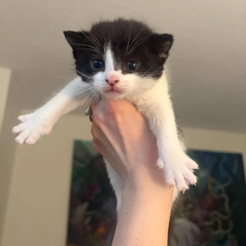 A baby small-sized male White Domestic Short Hair cat named Masala for adoption in New York, NY