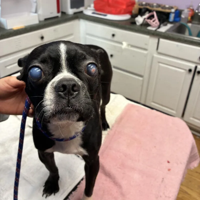 An adult small-sized female Boston Terrier dog named Soccer Ball for adoption in Northbrook, IL