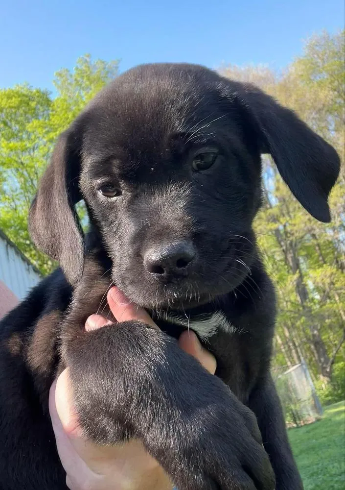 A baby large-sized female Black Labrador Retriever dog named Coco Pups : Colleen for adoption in Aurora, IN