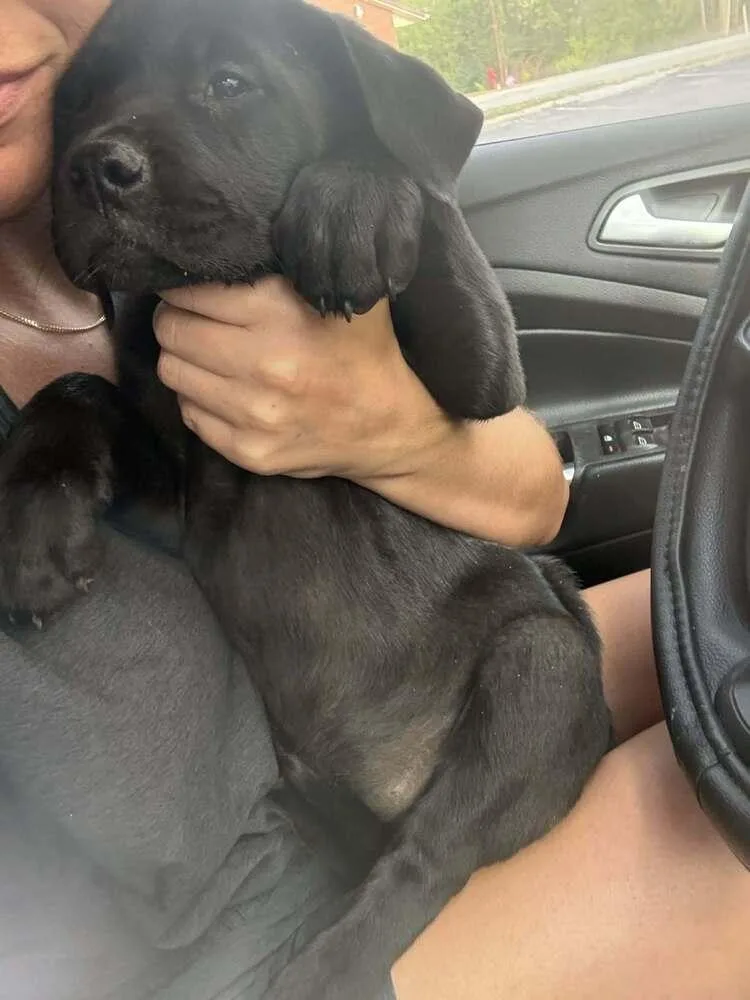 Coco Pups : Colleen thumbnail 3