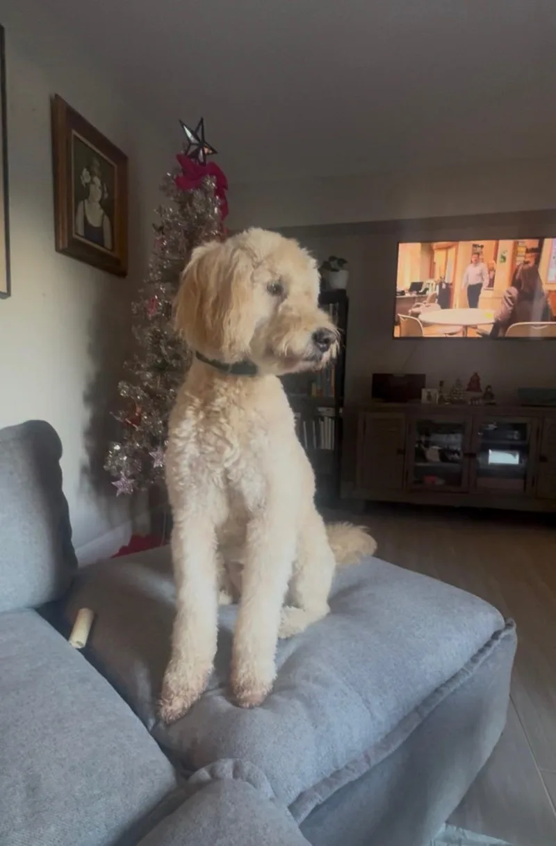 A senior medium-sized male Goldendoodle dog named Mr. Butters for adoption in Lake Worth, FL