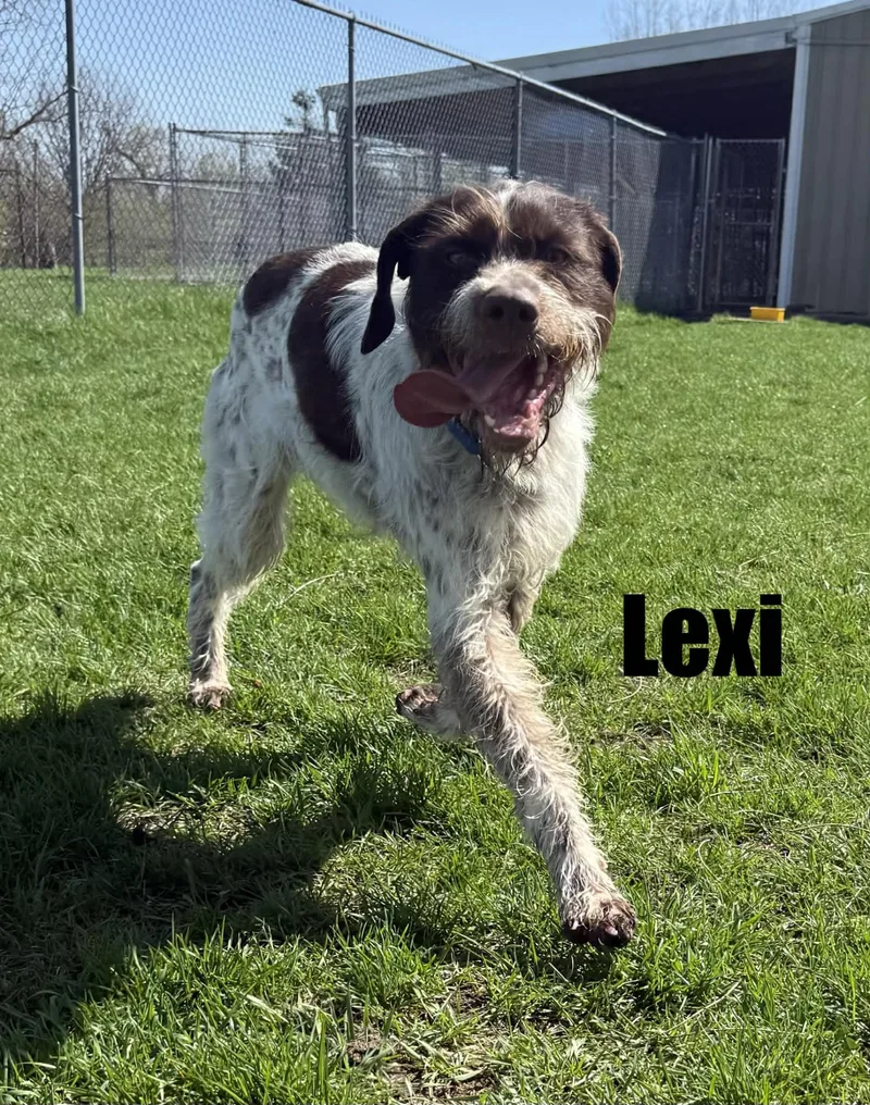 A young medium-sized female Brown / Chocolate German Wirehaired Pointer dog named Lexi for adoption in Quincy, MI