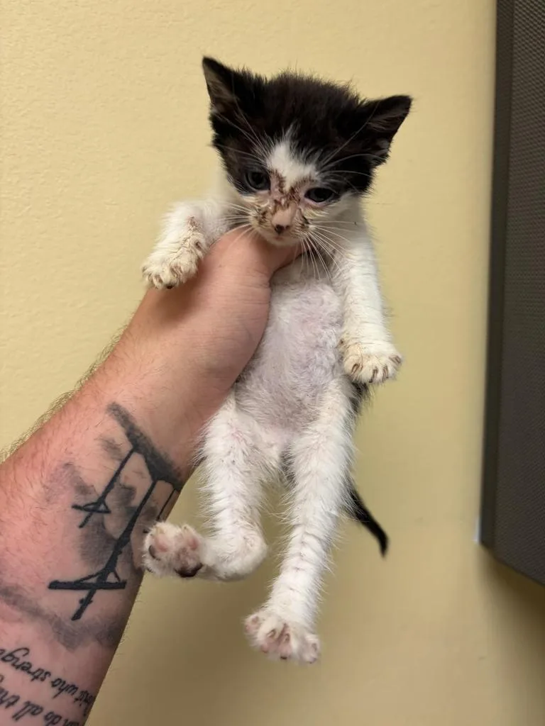 A baby medium-sized male Domestic Short Hair cat named Gibson for adoption in Florence, SC