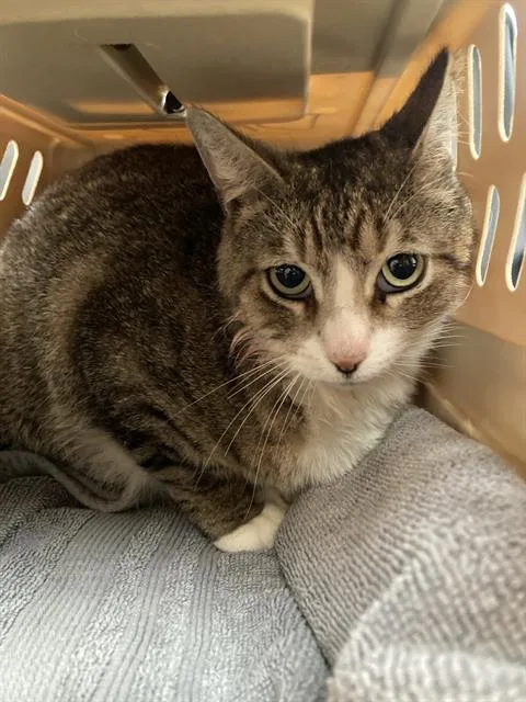 A young small-sized male Domestic Short Hair cat named Fabio for adoption in Dallas, TX